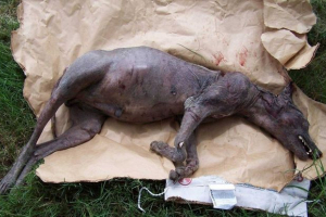 Житель українського села загинув чупакабру Житель українського села загинув чупакабру